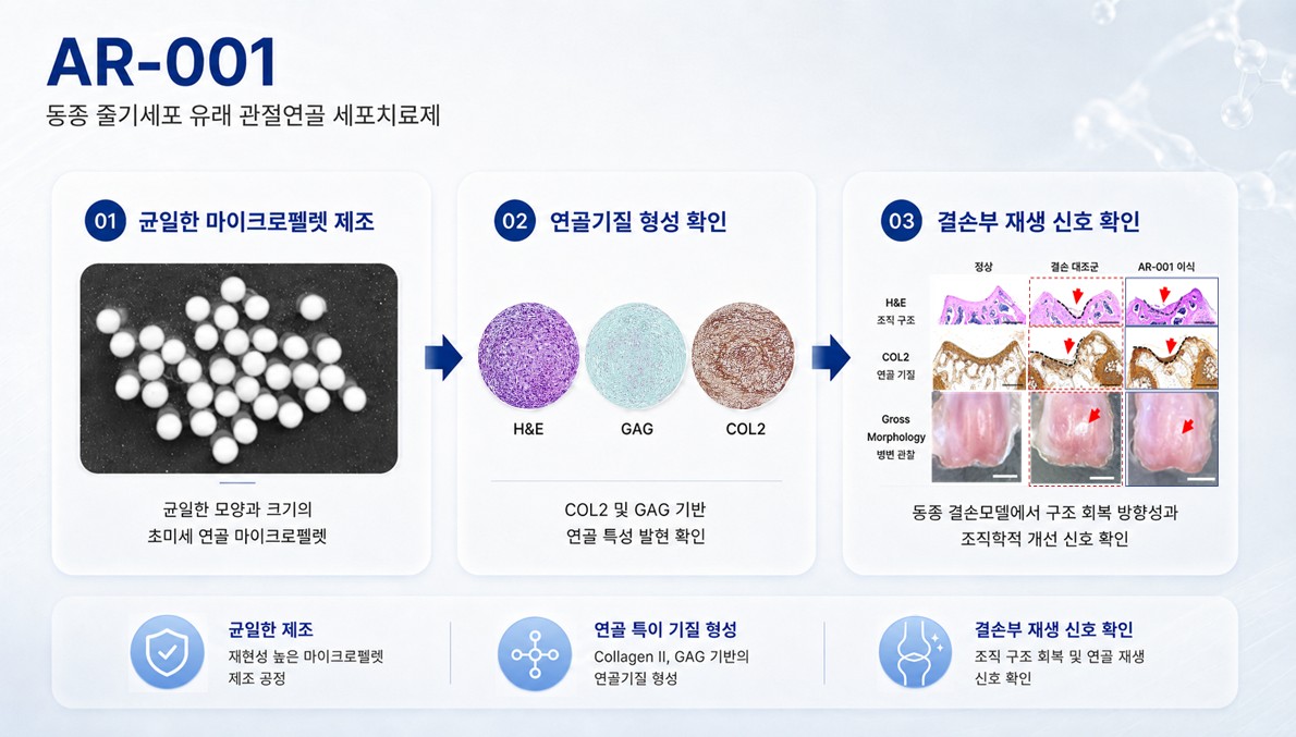 AR-001 — 균일한 마이크로펠렛 제조, 연골기질 형성 확인, 결손부 재생 신호 확인의 3단계 검증